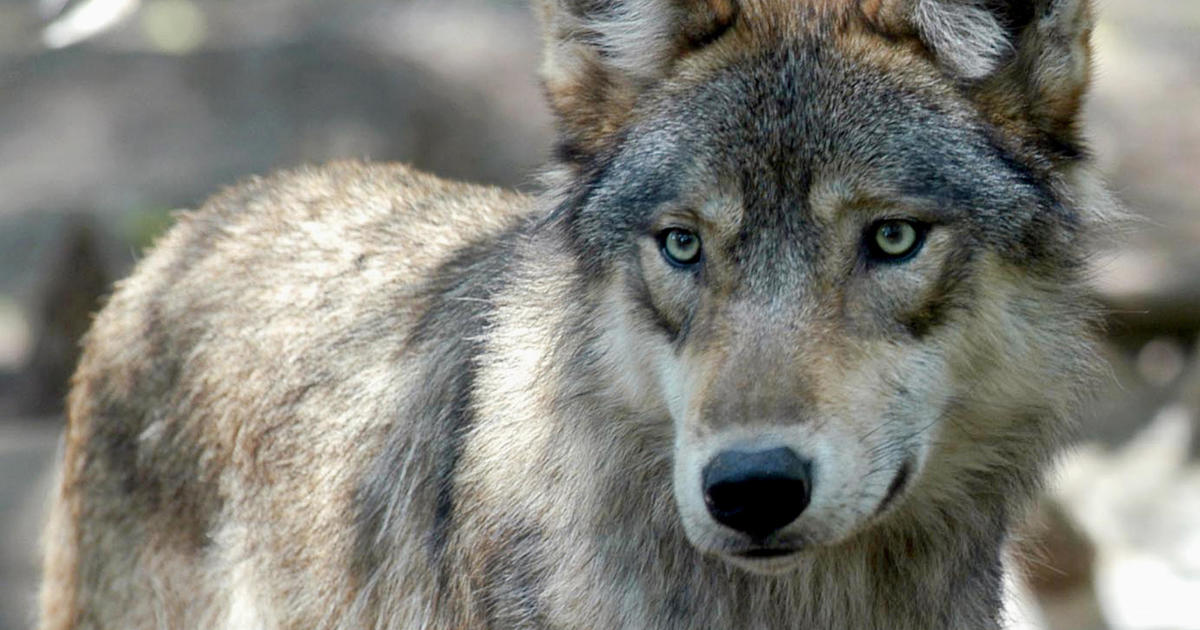 California judge restores federal protection for gray wolves in 44 states