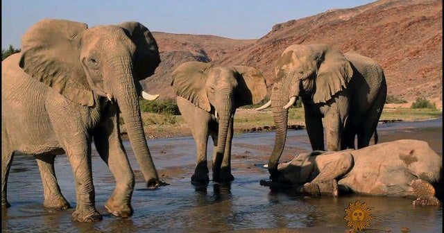 Poachers threaten survival of the African elephant