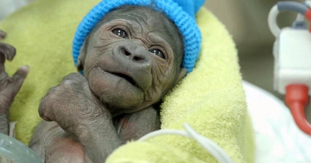 Baby gorilla getting round-the-clock care