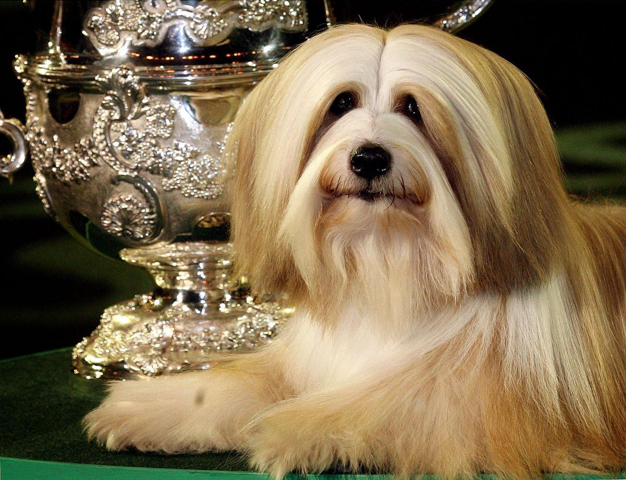 The most popular dog breeds in America