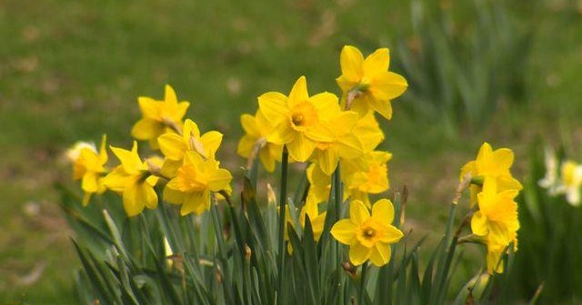 Harsh winter could trigger tough allergy season