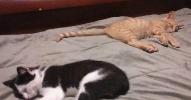 Seresto flea and tick collars potentially linked to thousands of incidents, nearly 1,700 pet deaths