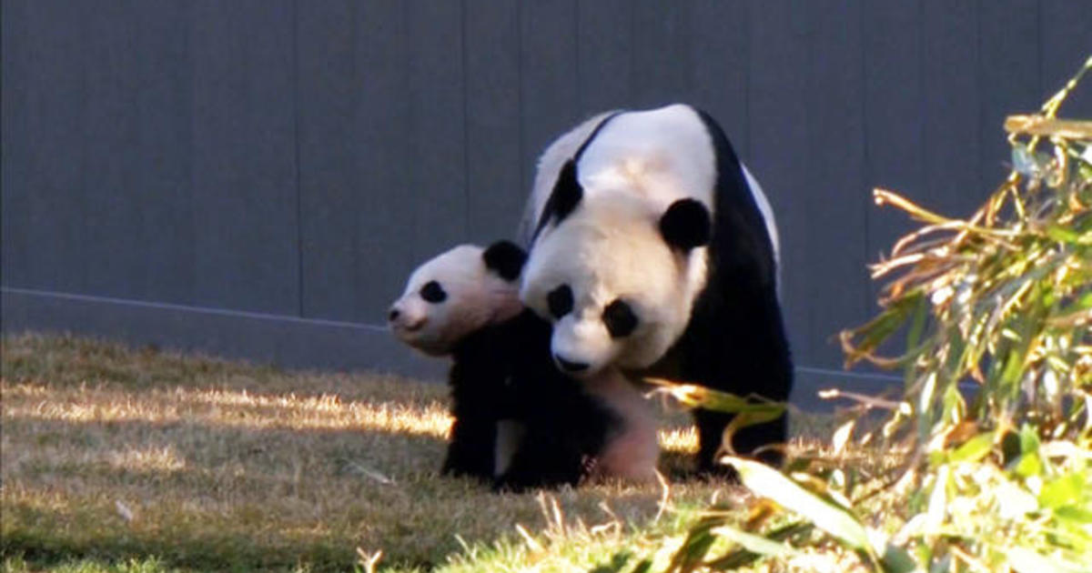 Baby panda makes outdoor debut at Washington D.C.'s National Zoo - CBS News