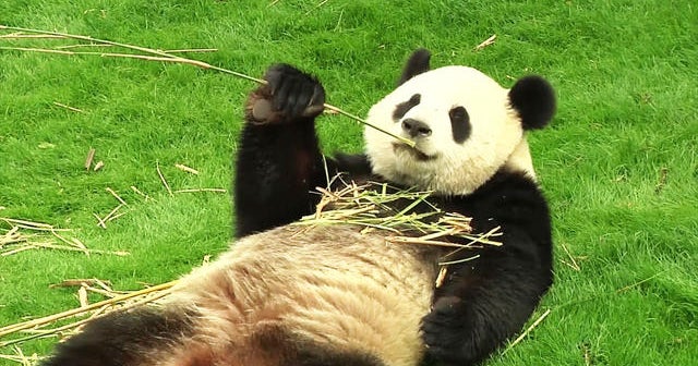 Panda pair makes debut at Belgium zoo