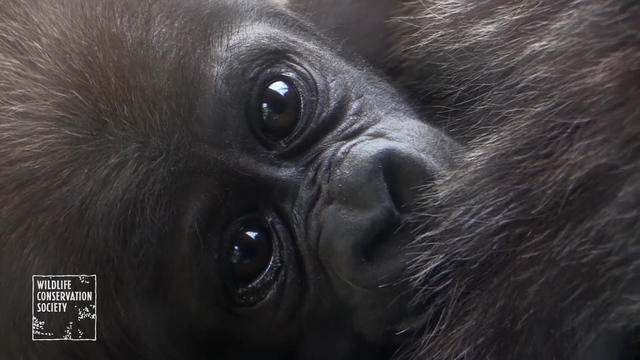 Baby gorillas make their debut at the Bronx Zoo - CBS News
