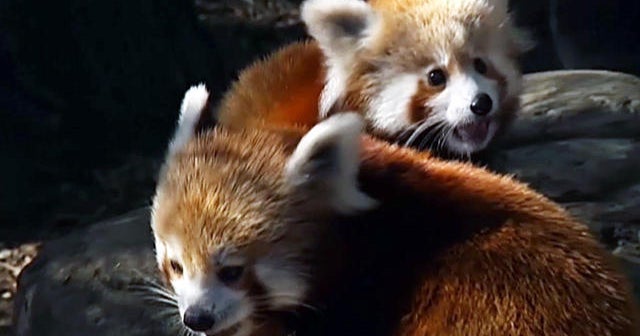 Red panda cubs emerge from nesting den for first time