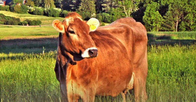 E. coli threat prompts ground beef recall