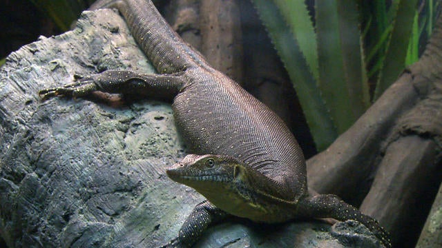 Komodo dragons featured at Bronx Zoo in new reptile exhibit - CBS News