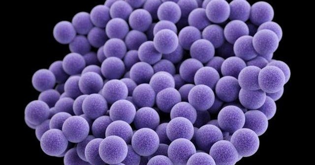 Bacteria can linger for days on airplane surfaces, study shows