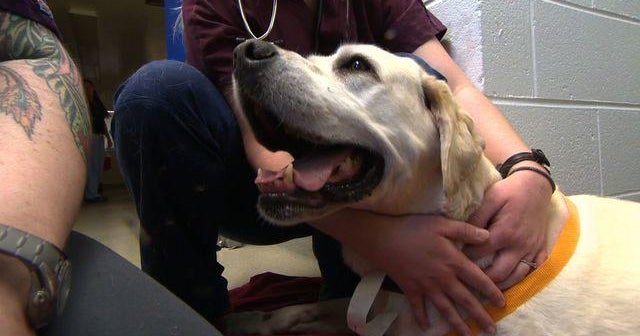 New Vaccine May Give Dogs a Second Chance