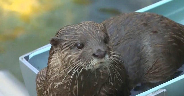 River otters on water slides