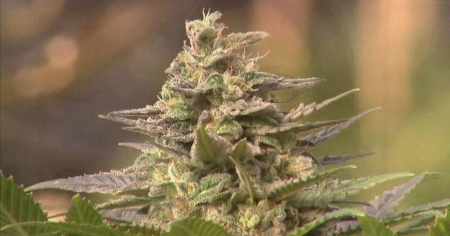 Minnesota mom facing charges after giving son medical marijuana