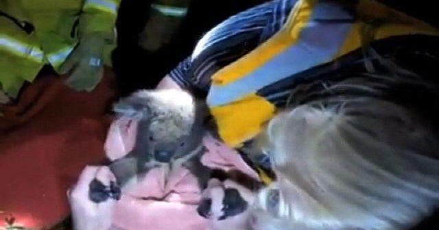 Watch: Fallen koala saved by CPR