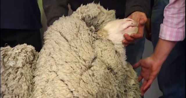 Sheep loses 52 pounds of wool CBS News