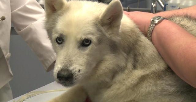 New stem cell surgery for dogs