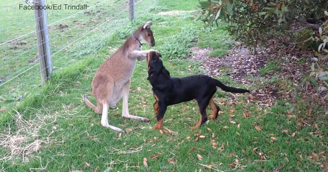 Kangaroo and puppy are best friends CBS News