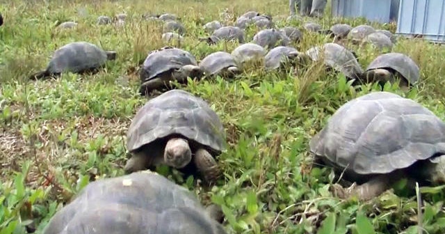 Captive breeding program helps save tortoises species