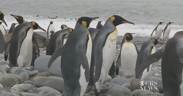 Tens of thousands of penguins in the Antarctic