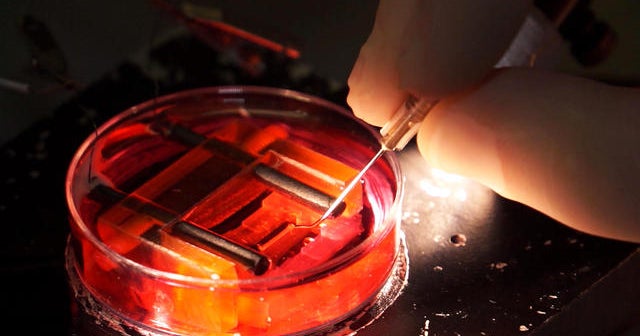 Stem cells transformed into heart tissue
