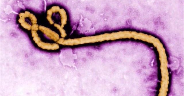 New vaccine shows promise against Ebola