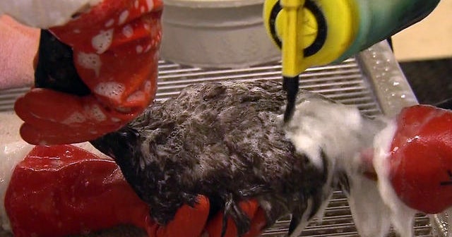 Mysterious bird goo removed