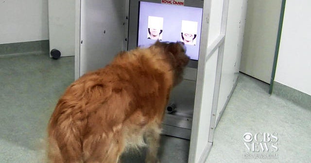 Dogs recognize smiling faces