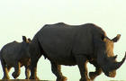 ctm-0311-rhino-poaching-356807-640x360.jpg 