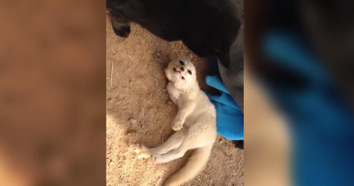 Adorable fox reunites with his best friend - CBS News