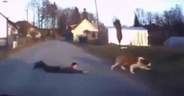 Role reversal: Dog walks boy