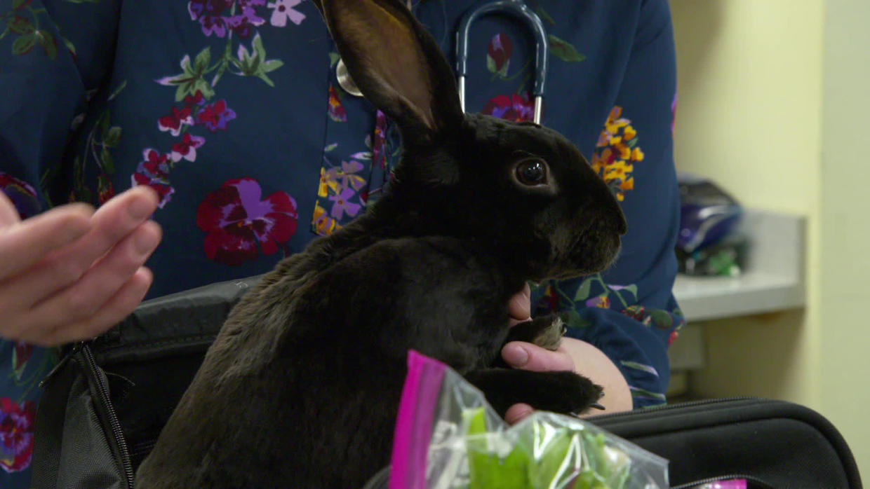 vaccinating-bunnies-cbs-news