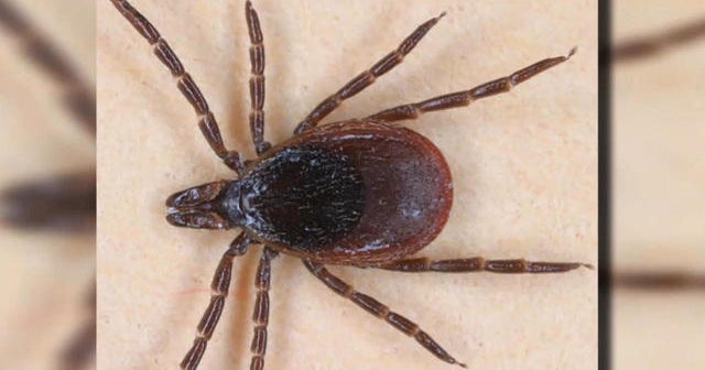 Tick season health warning