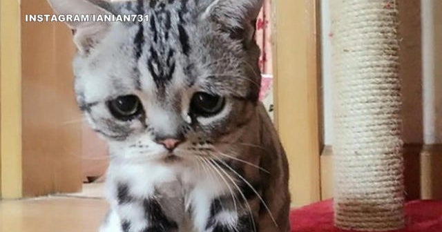 Luhu, the sad cat goes viral