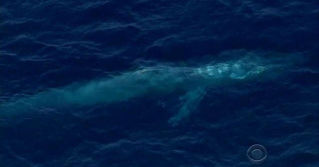 Blue whale entangled in fishing line believed near Mexico Blue whale entangled in fishing line believed near Mexico