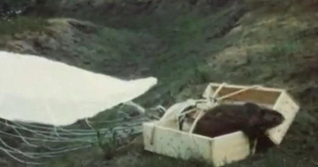 Newly discovered video of parachuting beavers CBS News