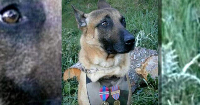 Diesel the police dog killed during Paris terror raid
