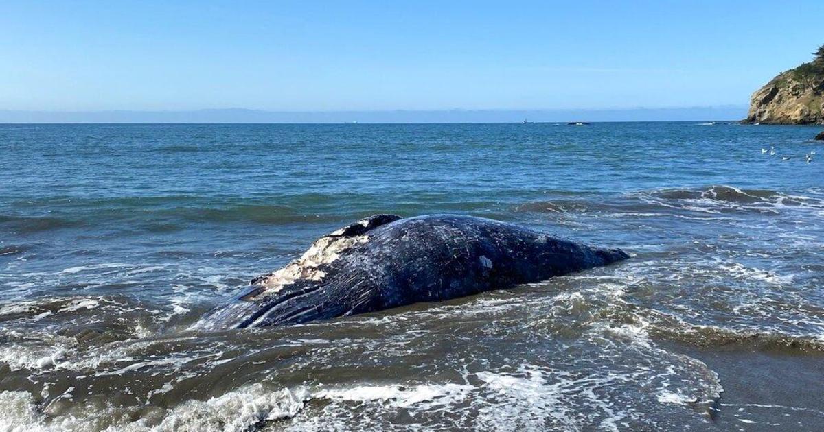4 gray whales found dead in San Francisco Bay Area in 9 days