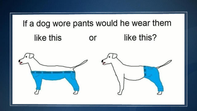 dog with pants