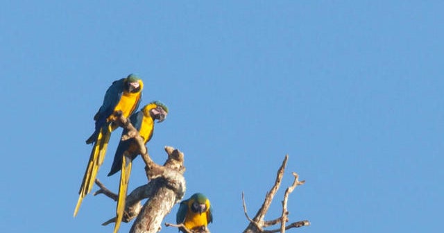 Nature: Parrots in Peru