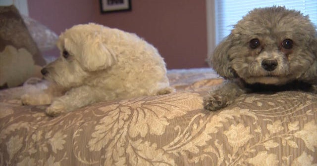 Pros and cons of sharing a bed with your pet