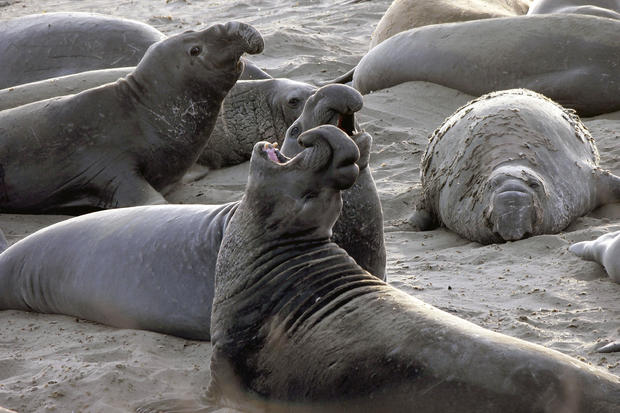 Elephant Seal Shot