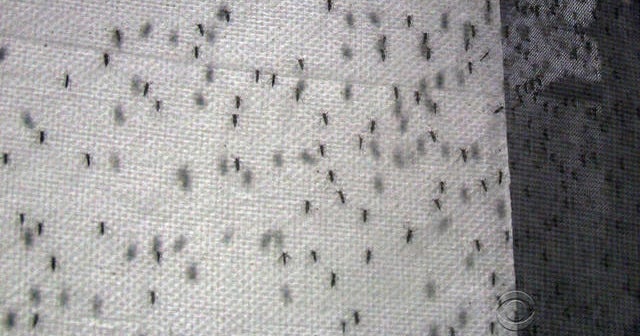 Brazilian town fighting Zika virus with more mosquitoes