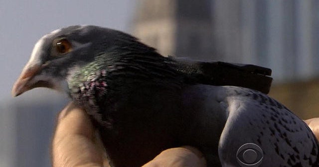 Backpack-wearing pigeons track pollution in London