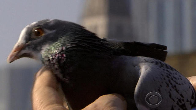 A Pigeon Survived An 8 000 Mile Journey From Oregon To Australia Authorities Plan To Kill It Cbs News