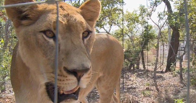 Rescued circus lions make new home in South Africa
