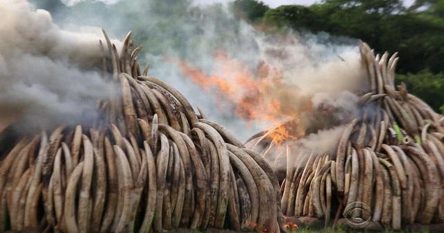 Massive bonfire in Kenya a stand against ivory poaching