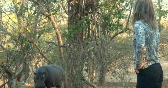 Animal activist forms special bond with hippo in her backyard