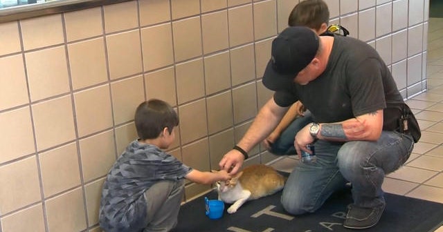LA veteran reunites with cat he left in Iraq