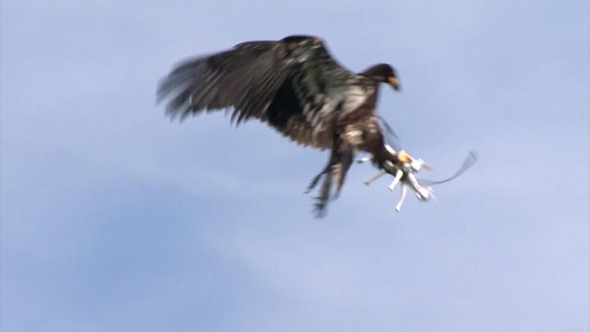 brink Downward Criticism Watch: Trained eagle snatches drones from the sky - CBS News