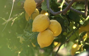 lemons-695560-640x360.jpg 
