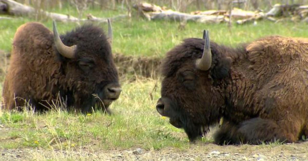 Up to 900 bison at Yellowstone National Park to be killed or relocated this winter